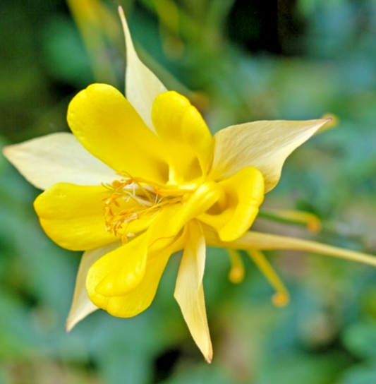 220x Golden Columbine Seeds (Aquilegia chrysantha) – Rare Yellow Hybrid – Hardy