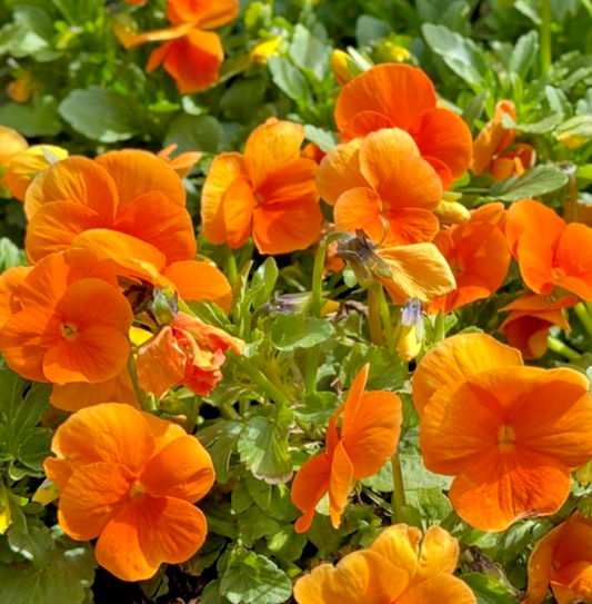 310x Clear Crystals Orange Pansy Seeds – Biennial Viola Wittrockiana – Colourful