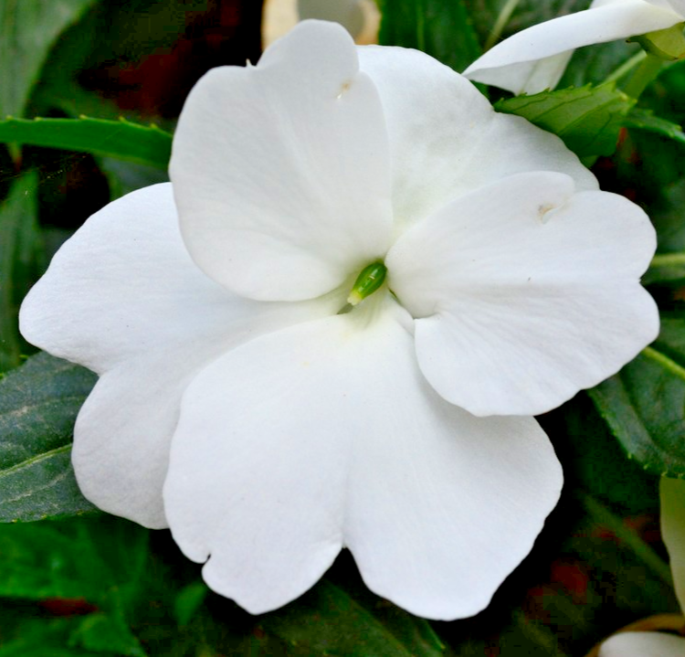 200x Busy Lizzie White Baby Series Impatiens Walleriana Seeds - Annual