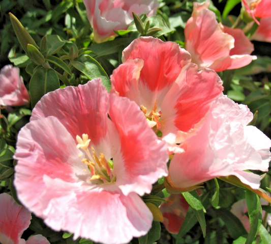 1300x Godetia Sybil Sherwood Azaleaflora Seeds - Double Salmon Blooms - Annual