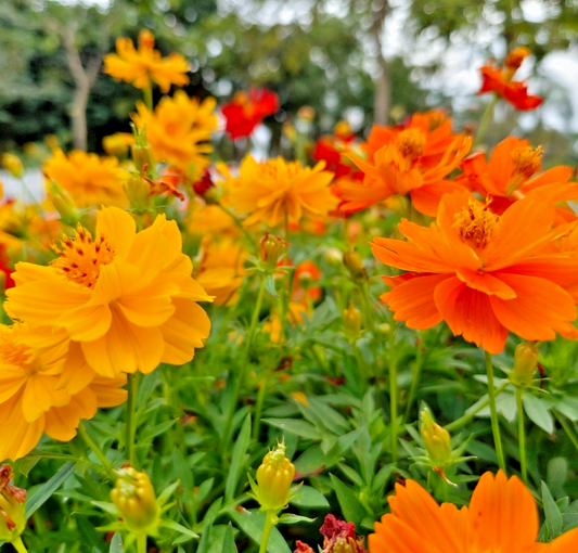 Cosmos Klondyke - 100x Seeds – Stunning Orange And Yellow Flowers