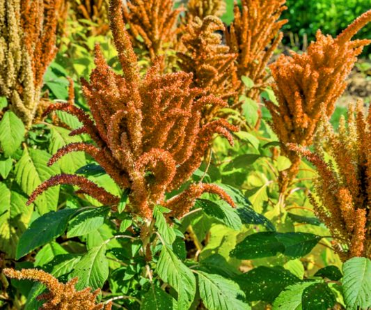 600x Amaranthus Cruentus Hot Biscuits Seeds –Striking Bronze-Copper - Annual