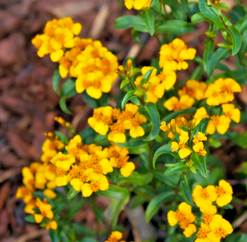 600x Mexican Tarragon Tagetes Lucida Seeds - Aromatic Herb with Orange Flowers