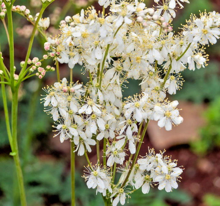1300x Filipendula Ulmaria Meadowsweet Seeds – Hardy Wildflower Stunning Blooms
