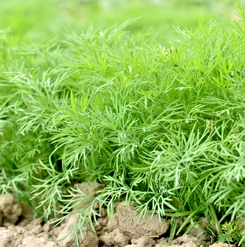 1100x Dill Compatto Dwarf Indoor Herb Seeds Anethum Graveolens Perfect For Pots