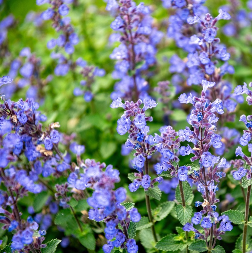 500x Nepeta Catmint Catnip Seeds – Mussinii Faassenii - Long Lasting Perennial