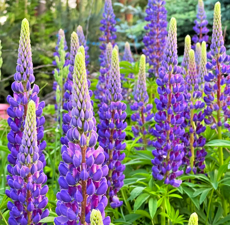 60x The Governor Russell Lupin Seeds - Lupinus Polyphyllus - Large Flower Spikes