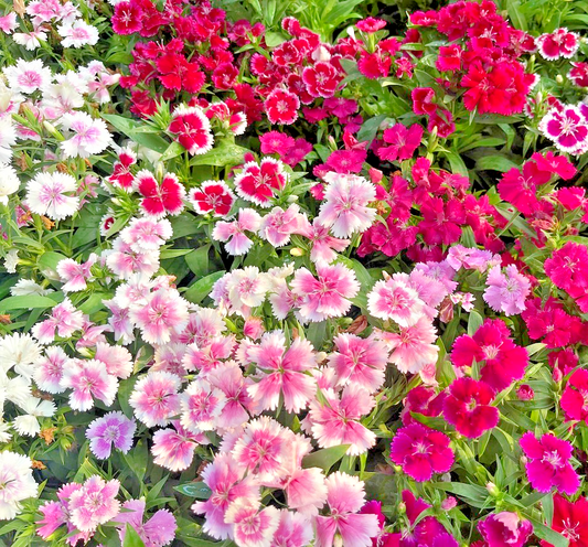 300x Dianthus Chinensis Persian Carpet Seeds – Compact Chinese Pink Blooms