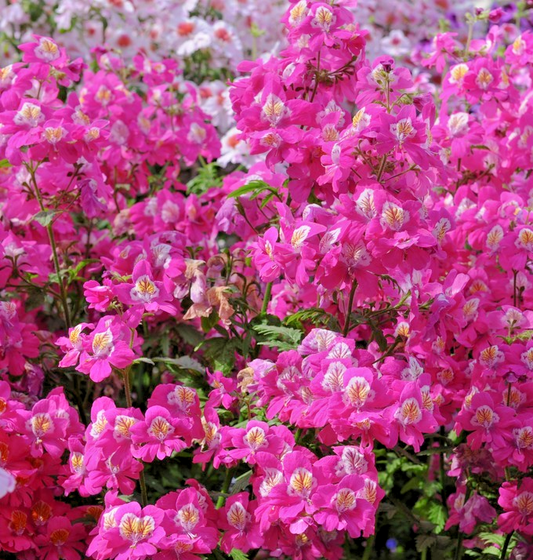 1500x Schizanthus Wisetonensis Angel Wings Seeds – Dr. Badger’s Hybrid Mix