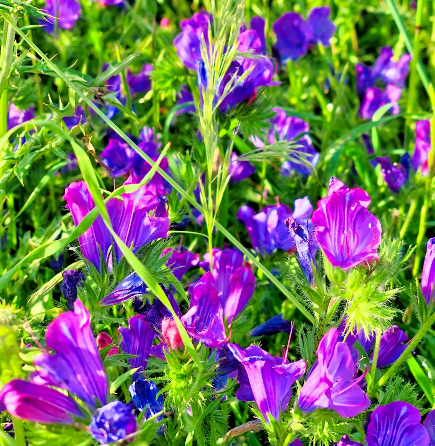 260x Echium Plantagineum Blueweed Dwarf Hybrid Flower Seeds - Annual Bushy Plant