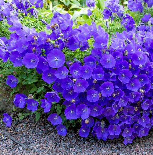 5000x Tussock Bellflower Blue Campanula Carpatica Seeds – Hardy Perennial