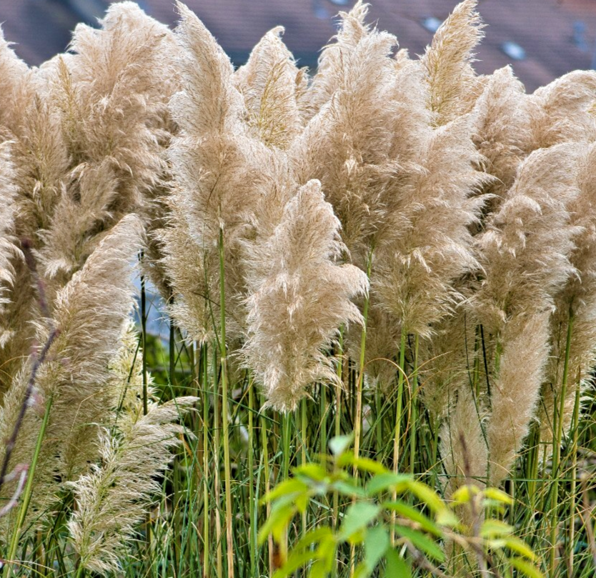 White Feather Pampas Grass - 250x  Seeds – Cortaderia Selloana - Tall Flower