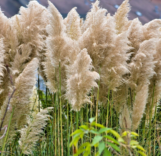 White Feather Pampas Grass - 250x  Seeds – Cortaderia Selloana - Tall Flower
