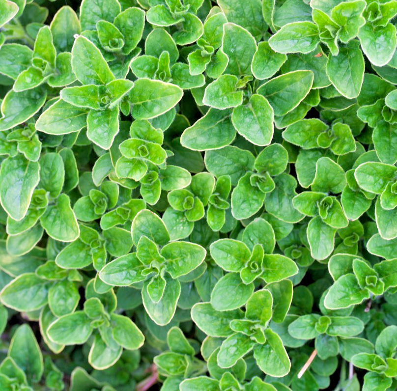 2700x Greek Oregano Origanum Hirtum Seeds - Aromatic & Strong - Herb