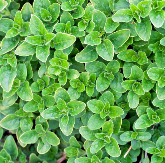 2700x Greek Oregano Origanum Hirtum Seeds - Aromatic & Strong - Herb