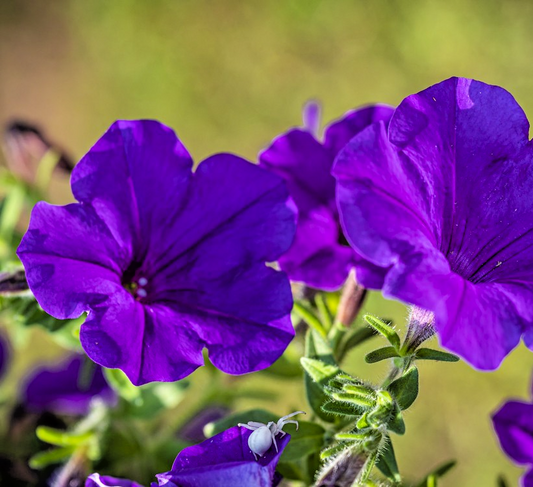 1300x Dwarf Multiflora Petunia Alderman Seeds – Violet Blue Garden Favourite