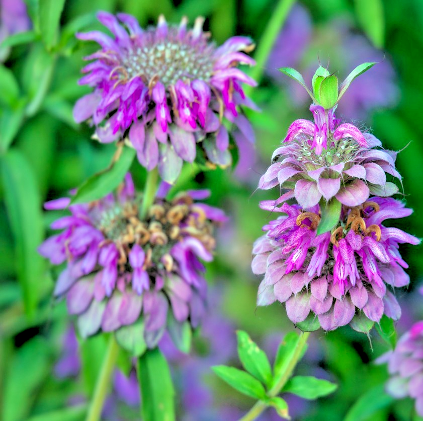 500x Lemon Bee Balm Seeds – Monarda Punctata – Purplish Lilac Mint Hardy Flower