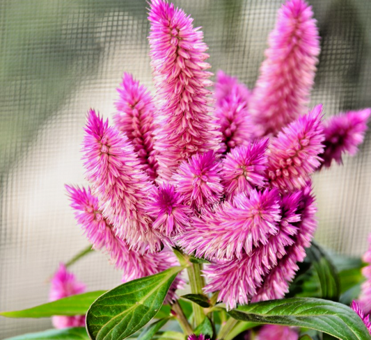 300x Pink Celosia Flamingo Soft Seeds - Feather Like Blooms - Annual Cut Flower