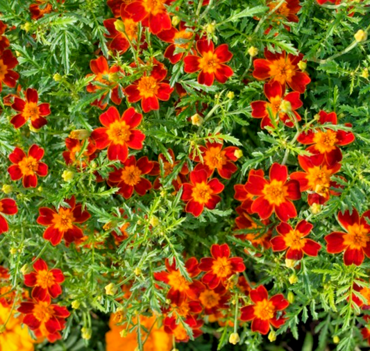 500x Red Gem Signet Marigold – Tagetes Tenuifolia – Annual Flower