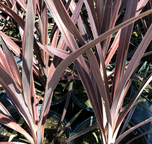 60x Black Madras Ornamental Rice Seeds – Oryza Sativa - Stunning Purple Foliage