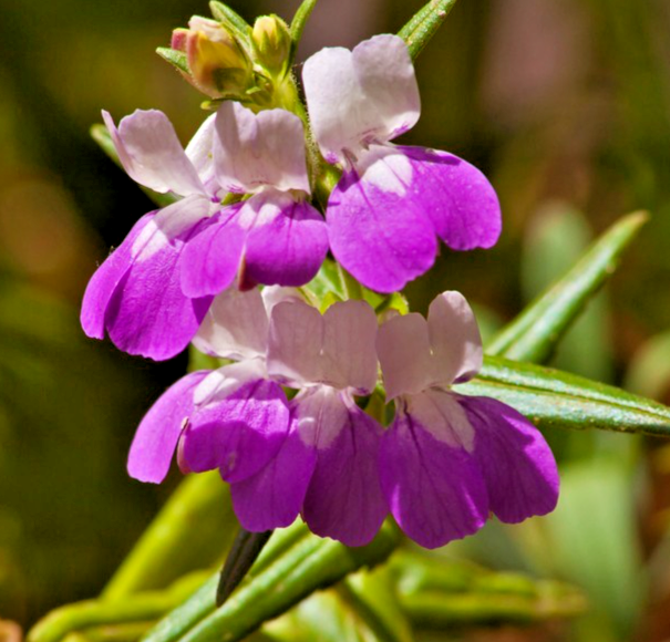 500x Collinsia Heterophylla Chinese Houses Seeds - Stunning Bicolor Blooms