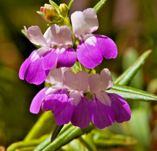 500x Collinsia Heterophylla Chinese Houses Seeds - Stunning Bicolor Blooms