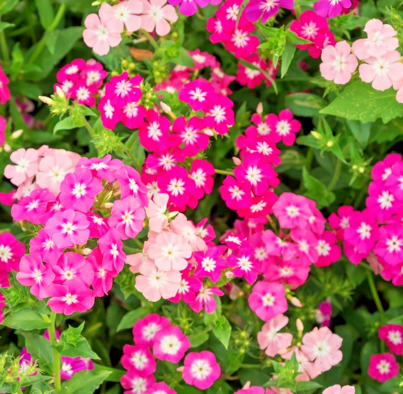 400x Dwarf Phlox Cecily Phlox Drummondii Nana Compacta Seeds - Annual