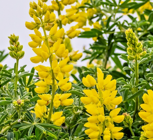 10x Golden Yellow Lupine Seeds - Hardy Annual Flower - Lupinus Luteus - Vibrant