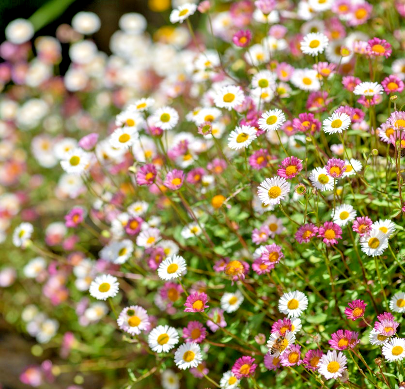150x Erigeron karvinskianus Profusion Seeds – Spreading Perennial