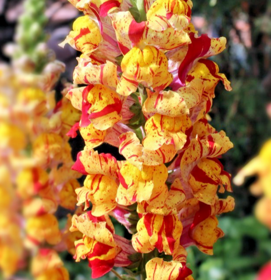 1500x Snapdragon Brighton Rock Striped Mix Seeds – Vibrant Annual Blooms