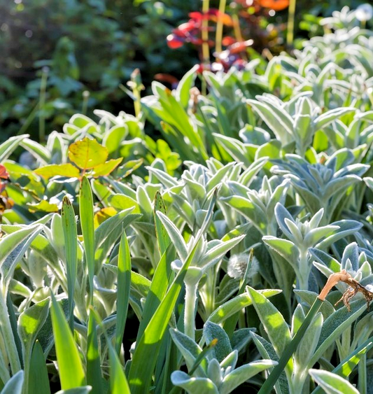 200x Lamb’s Ear Seeds – Woolly Grey Foliage - Charming Pink Flowers - Byzantina