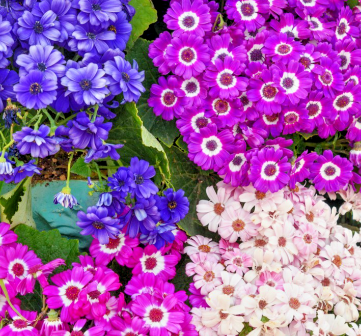 Dwarf Cineraria Hybrida Amigo Mix – 15x Seeds - Senecio Hybridus Nana - Annual