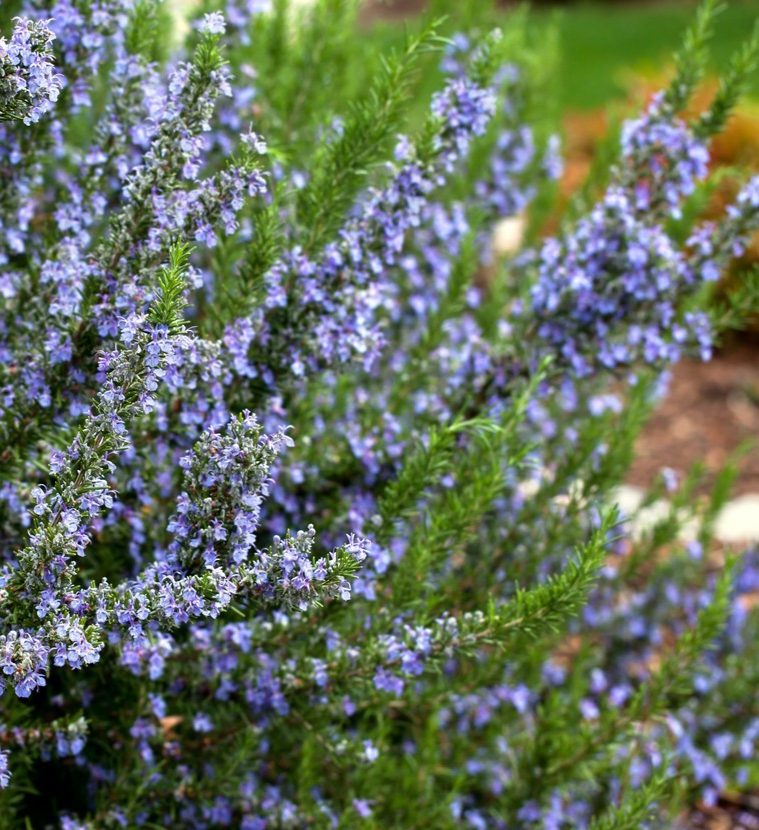 100x Rosmarinus Officinalis Rosemary Herb Seeds – Culinary Hardy Evergreen