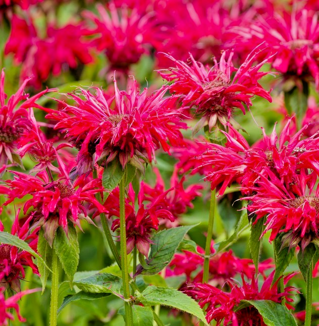 Bee Balm Monarda didyma