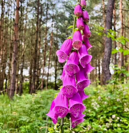 4000x Digitalis Seeds – British Wild Common Foxglove For Natural Gardens