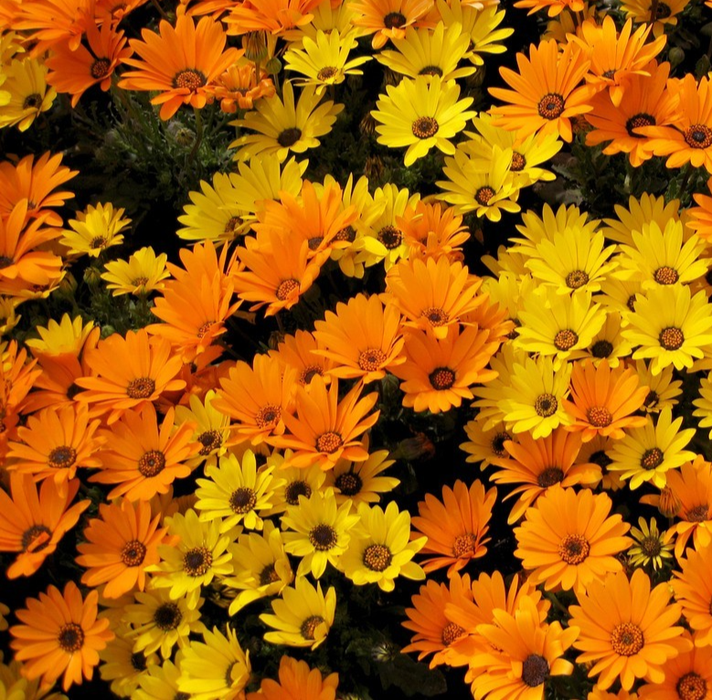 550x African Daisy Seeds – Orange & Yellow Mix – Dwarf Dimorphotheca - Annual