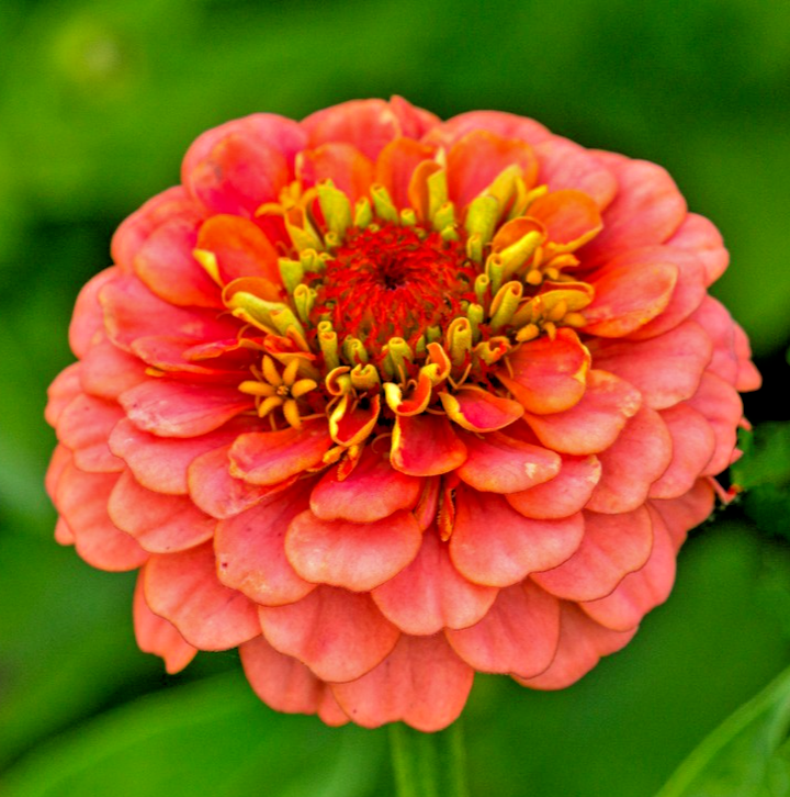 150x Zinnia Salmon Queen Seeds – Elegant Large Cut Flower - Annual