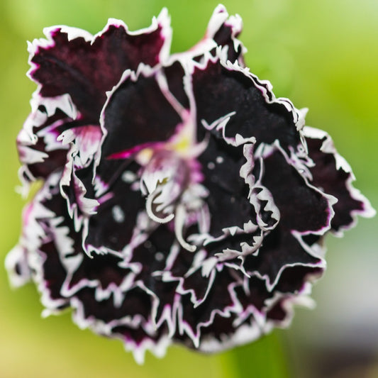 130x Black & White Carnation Seeds – Dianthus chinensis heddewigii -  Flower