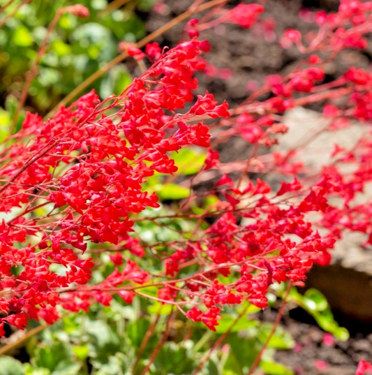 3500x Red Coral Bells Seeds – Heuchera sanguinea – Hardy Perennial Flower