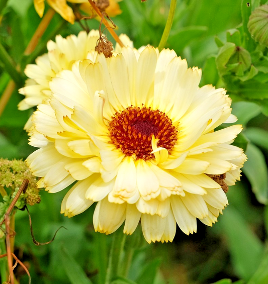 Snow Princess Calendula – 50x Seeds - Stunning Pale Flowers All Season Long