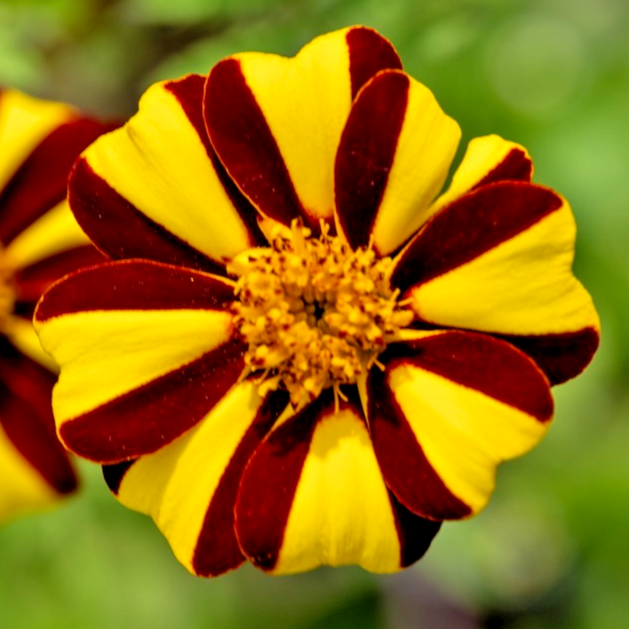 200x Dandy Striped French Marigold Seeds - Tagetes patula nana -  Annual Blooms