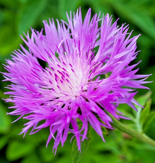 300x Sweet Sultan Cornflower Mix – Centaurea Imperialis - Easy To Grow - Annual