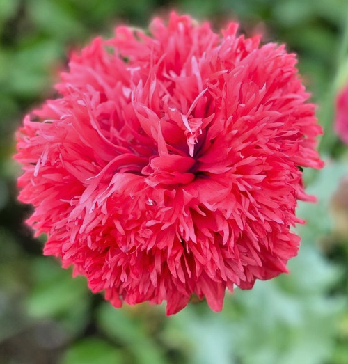 2,200x Poppy Red Peony Seeds – Papaver Paeoniflorum - Annual Blooming Flowers