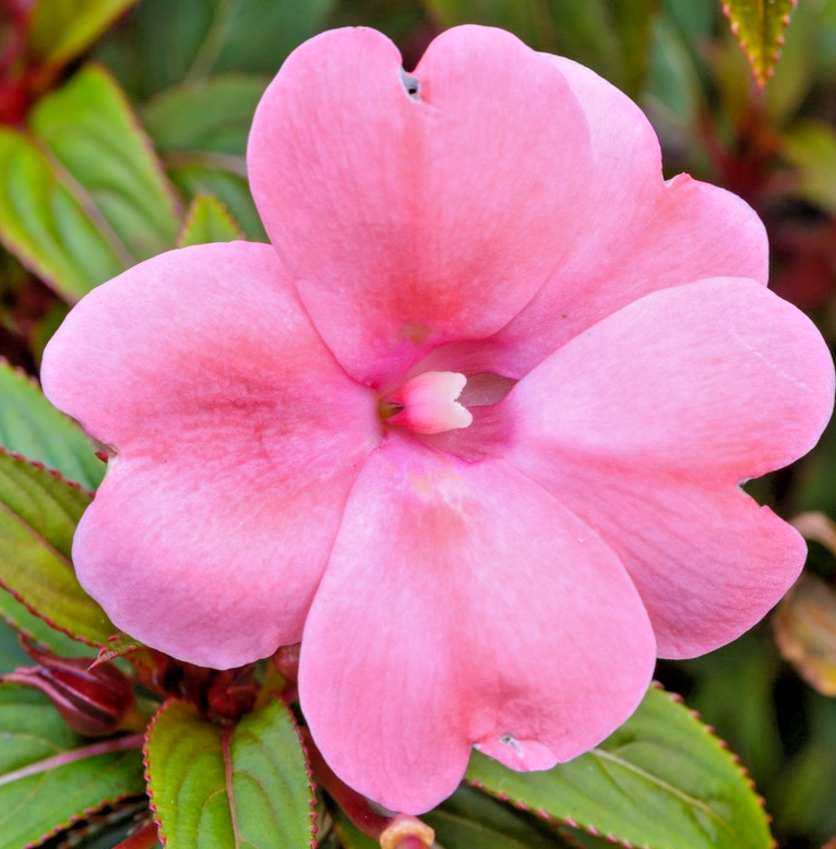 150x Busy Lizzie Baby Series Pink Seeds – Impatiens Walleriana – Long Lasting