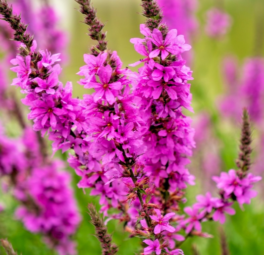 25,000x Loosestrife Rosy Gem Seeds – Lythrum Salicaria – Perennial Pink Blooms