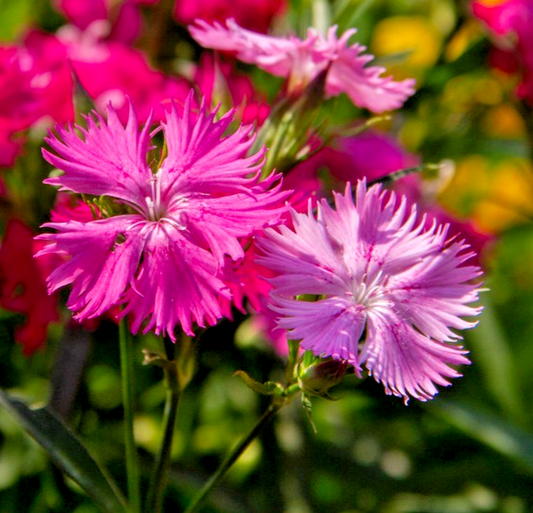300x Dianthus Superbus Superb Pink Mix Seeds – Scented Perennial Cottage Flower