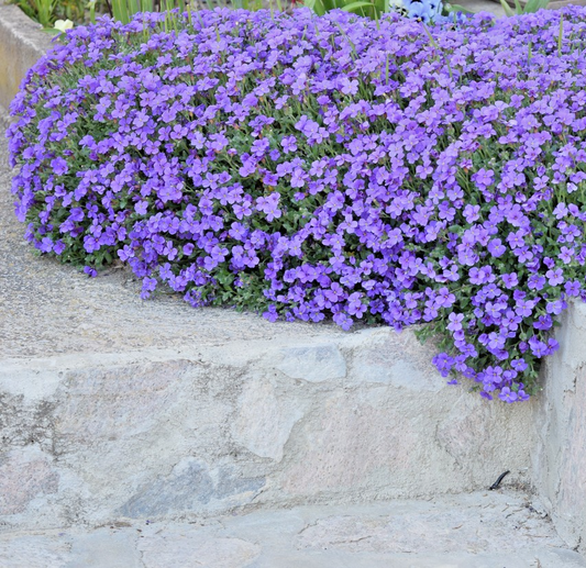 500x Aubrieta Gracillis Royal Blue Seeds – Low-Growing Hardy Flower