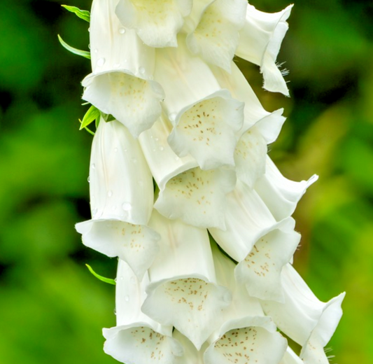 9000x Digitalis Foxglove Alba White Seeds – Perennial Flowers For Borders & Bed