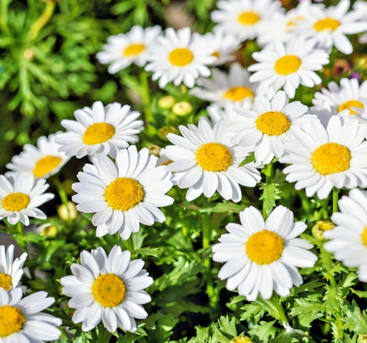 1200x Chrysanthemum Paludosum Snowland Daisy Seeds- Perfect For Borders - Annual