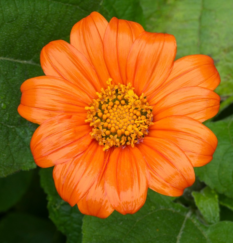 Mexican Sunflower Tithonia